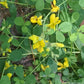 Yellow flowers and green leaves on a natural background