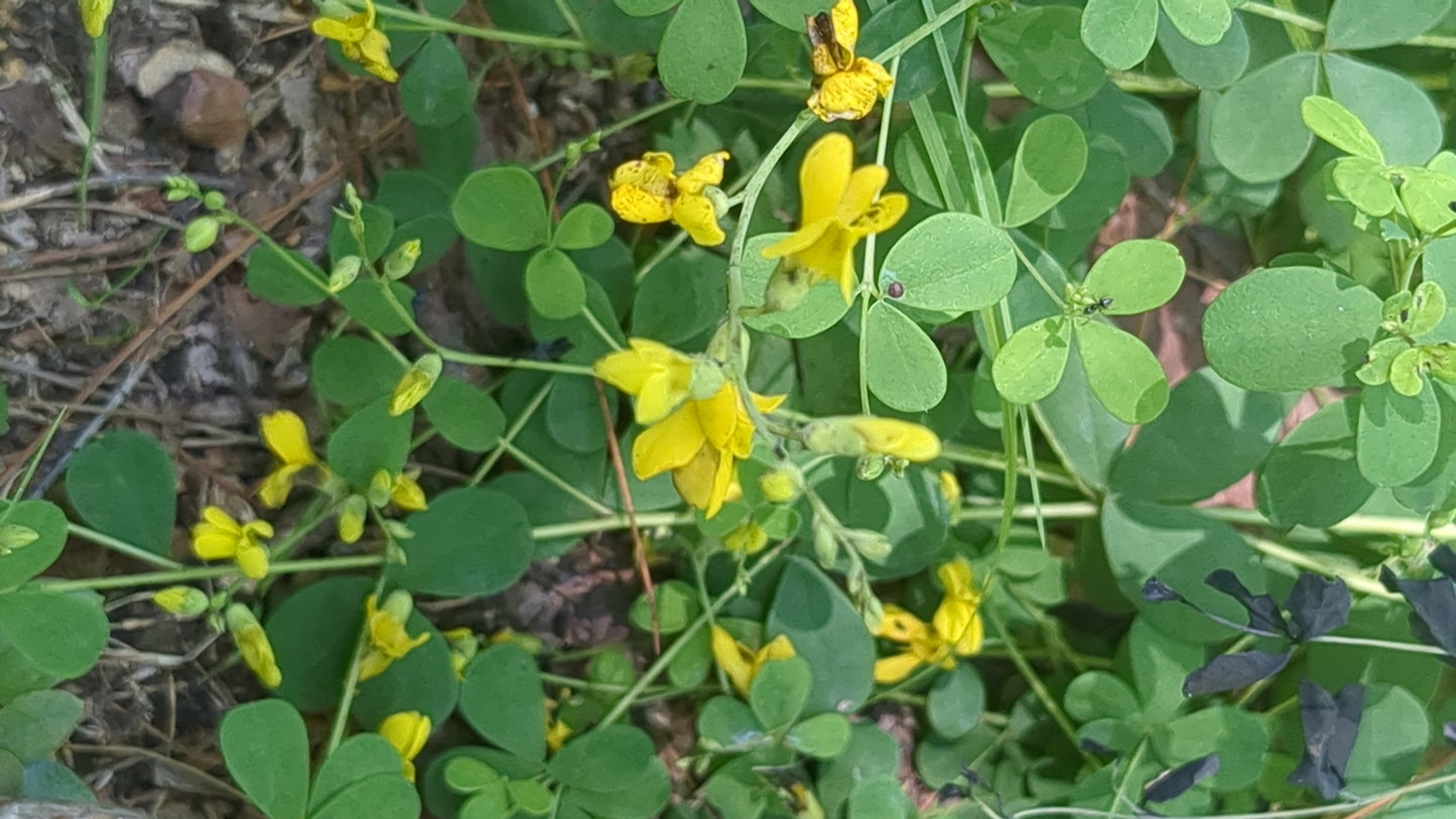 Yellow flowers and green leaves on a natural background