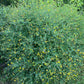 Green bush with yellow flowers in a natural setting