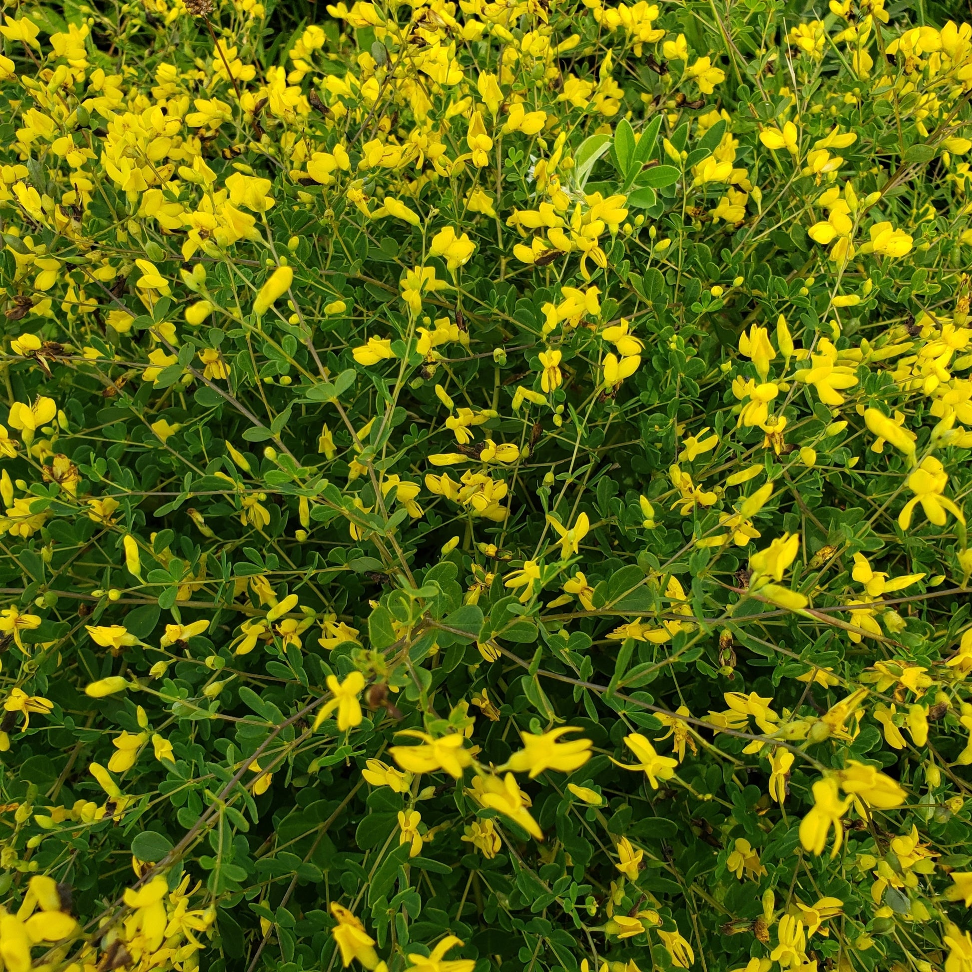 Yellow flowers and green leaves in a natural setting