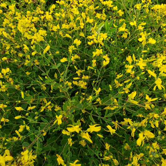 Yellow flowers and green leaves in a natural setting