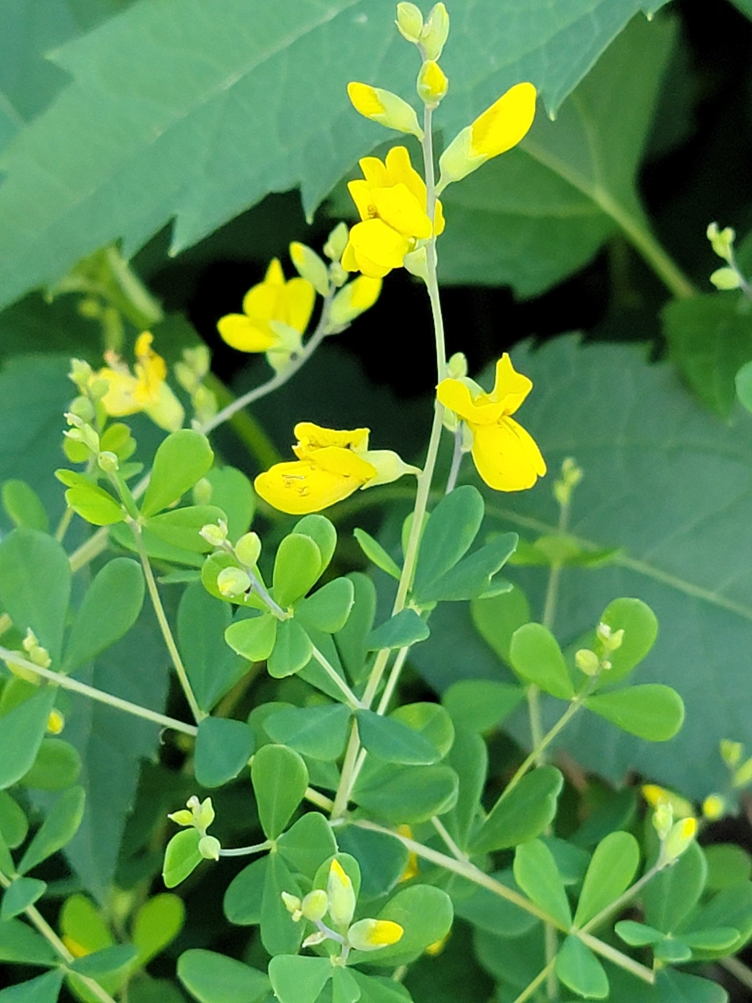 Close-up of yellow flowers with green leaves