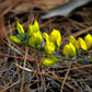Yellow flowers on a plant with a natural background of brown leaves and twigs