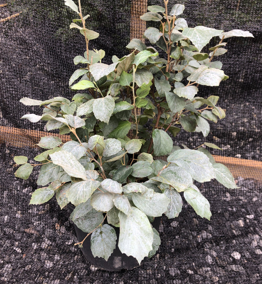 'Blue Shadow' Witch Alder, Fothergilla x intermedia 'Blue Shadow'