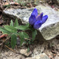 Closed Bottle Gentian, Gentiana clausa