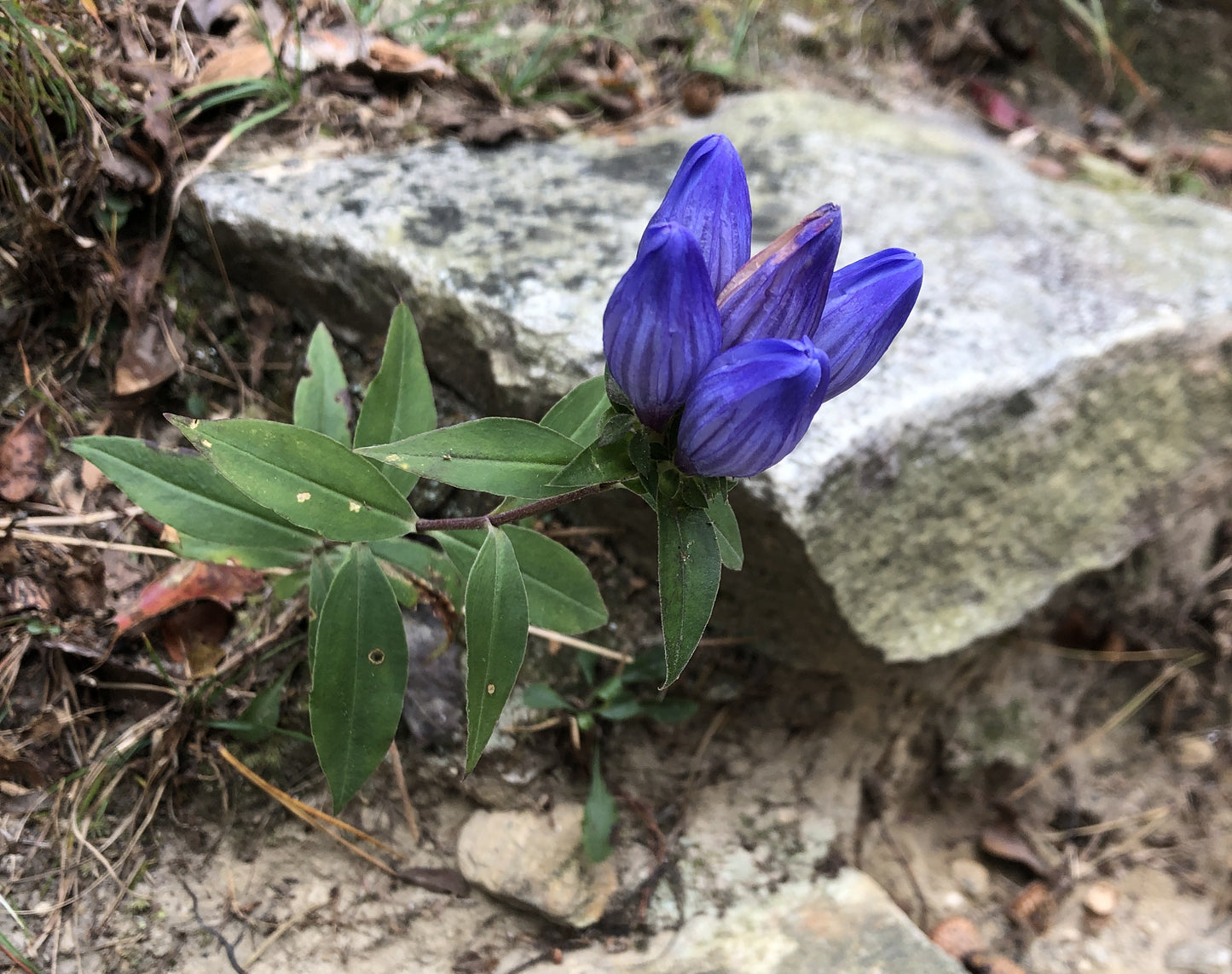 Closed Bottle Gentian, Gentiana clausa