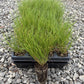 Small green plants in black pots on a gravel surface