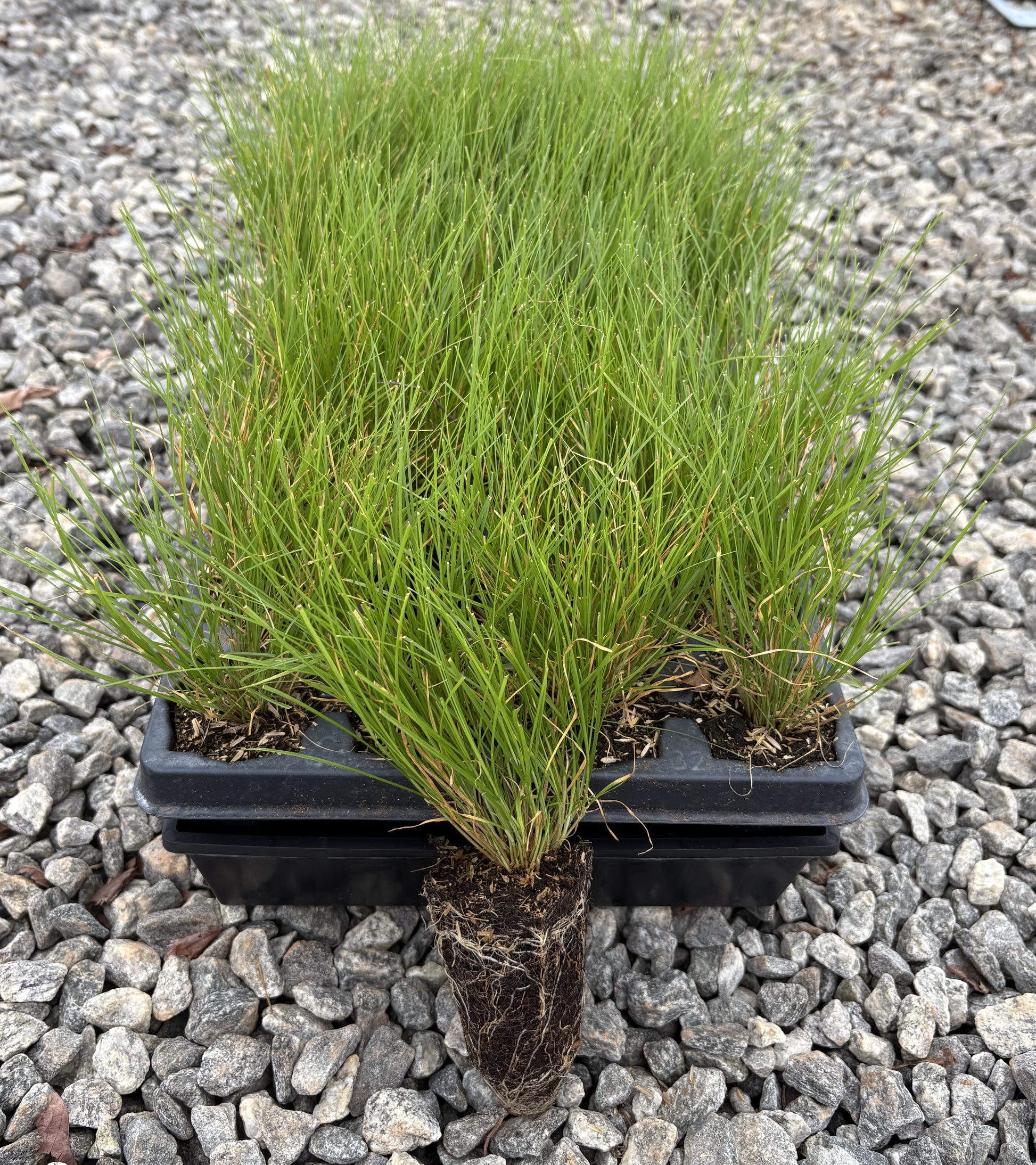 Small green plants in black pots on a gravel surface
