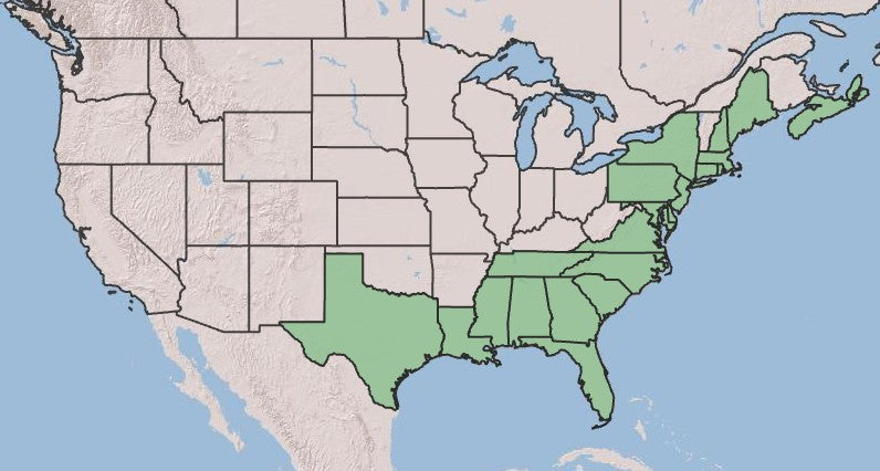 Summersweet, Clethra alnifolia