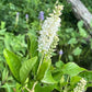 Summersweet, Clethra alnifolia