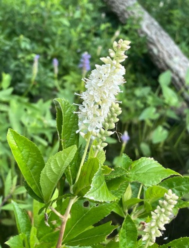 Summersweet, Clethra alnifolia