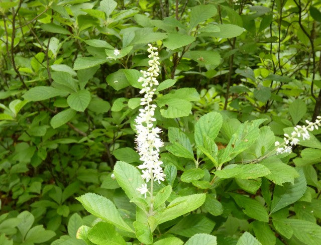 Summersweet, Clethra alnifolia