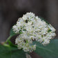 Climbing Hydrangea, Hydrangea barbara