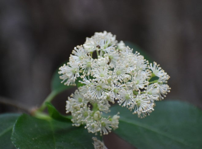 Climbing Hydrangea, Hydrangea barbara
