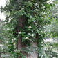 Climbing Hydrangea, Hydrangea barbara