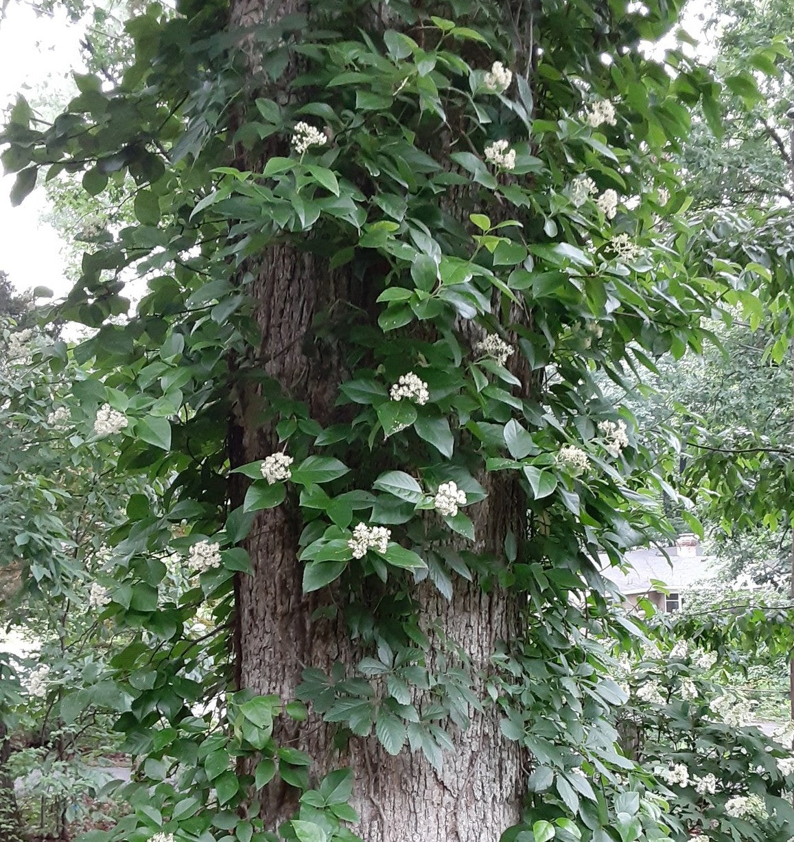 Climbing Hydrangea, Hydrangea barbara
