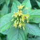 Southern Bush Honeysuckle, Diervilla sessilifolia