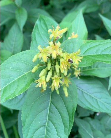 Southern Bush Honeysuckle, Diervilla sessilifolia