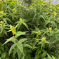 Southern Bush Honeysuckle, Diervilla sessilifolia
