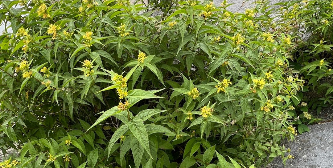 Southern Bush Honeysuckle, Diervilla sessilifolia