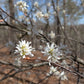 Downy Serviceberry, Amelanchier arborea