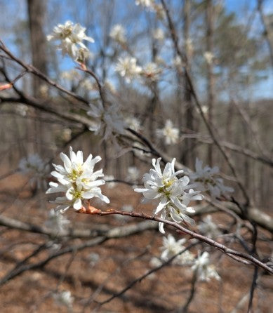 Downy Serviceberry, Amelanchier arborea