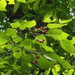 Downy Serviceberry, Amelanchier arborea