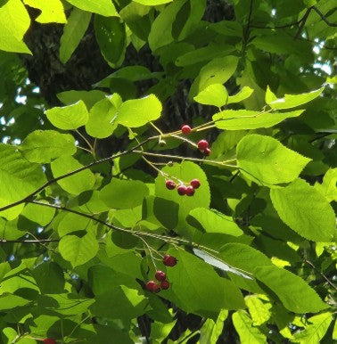 Downy Serviceberry, Amelanchier arborea