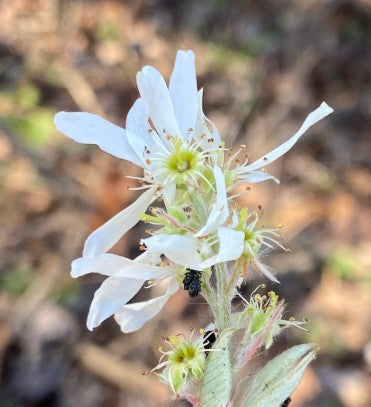 Downy Serviceberry, Amelanchier arborea