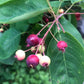 Downy Serviceberry, Amelanchier arborea