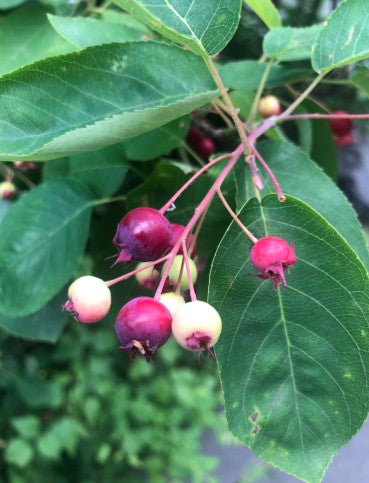Downy Serviceberry, Amelanchier arborea