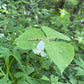 White flower with green leaves in a natural forest setting