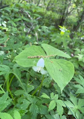 White flower with green leaves in a natural forest setting