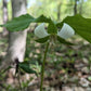White trillium flower in a forest setting
