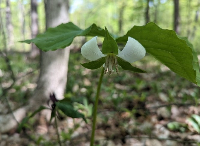 White trillium flower in a forest setting