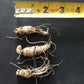 American ginseng, Panax quinquefolius