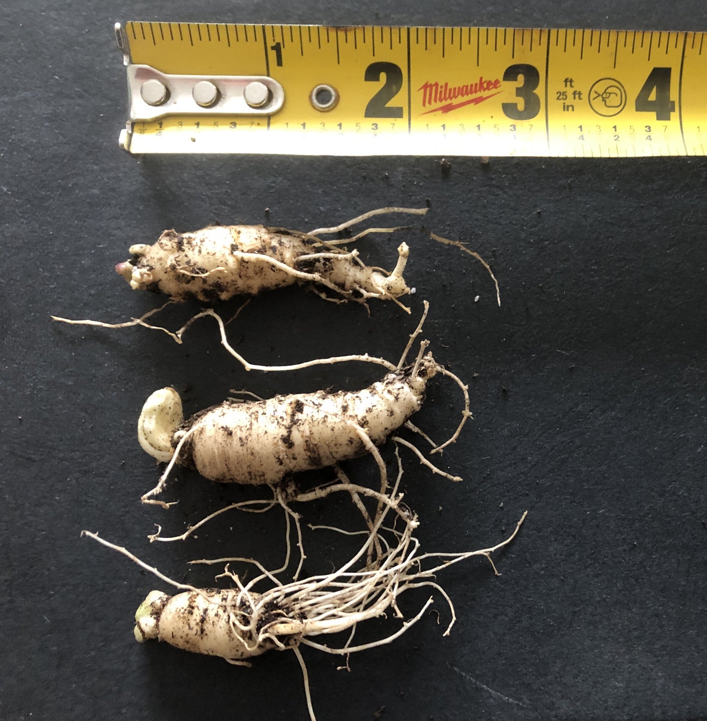 American ginseng, Panax quinquefolius
