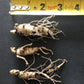 American ginseng, Panax quinquefolius