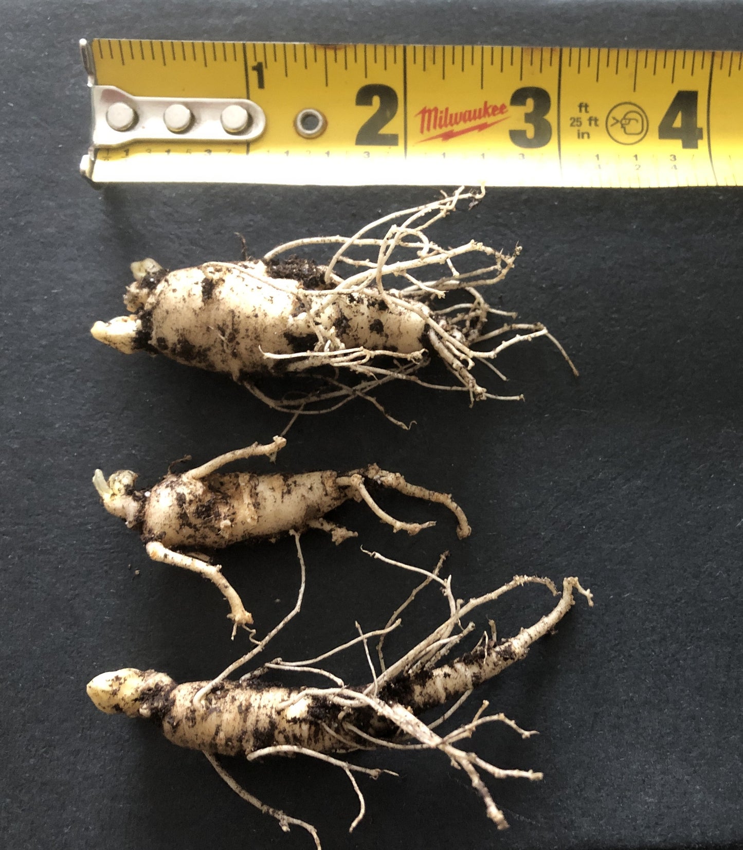 American ginseng, Panax quinquefolius