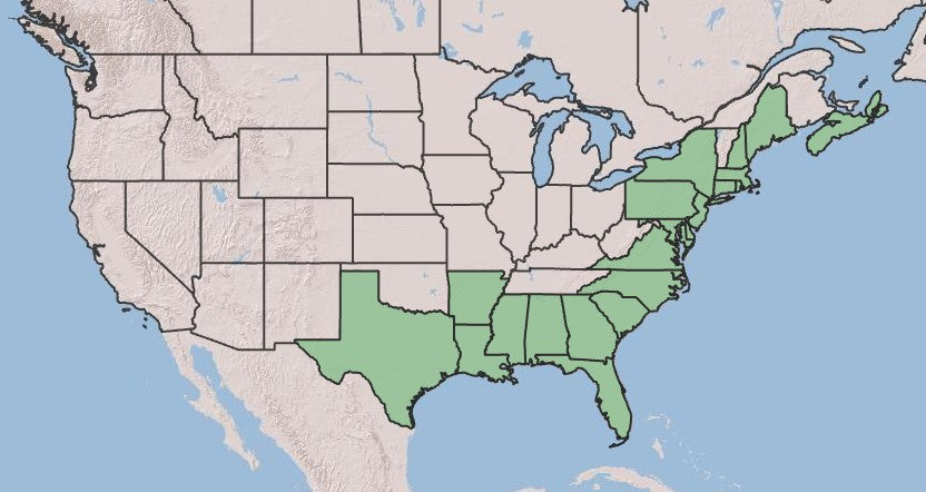 Nigra Inkberry Holly, Ilex glabra 'Nigra'