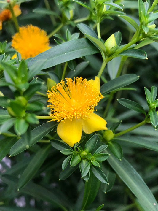 Shrubby St. Johns Wort, Hypericum prolificum