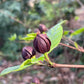 Carolina Allspice, Calycanthus floridus