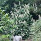 Bottlebrush Buckeye, Aesculus parviflora