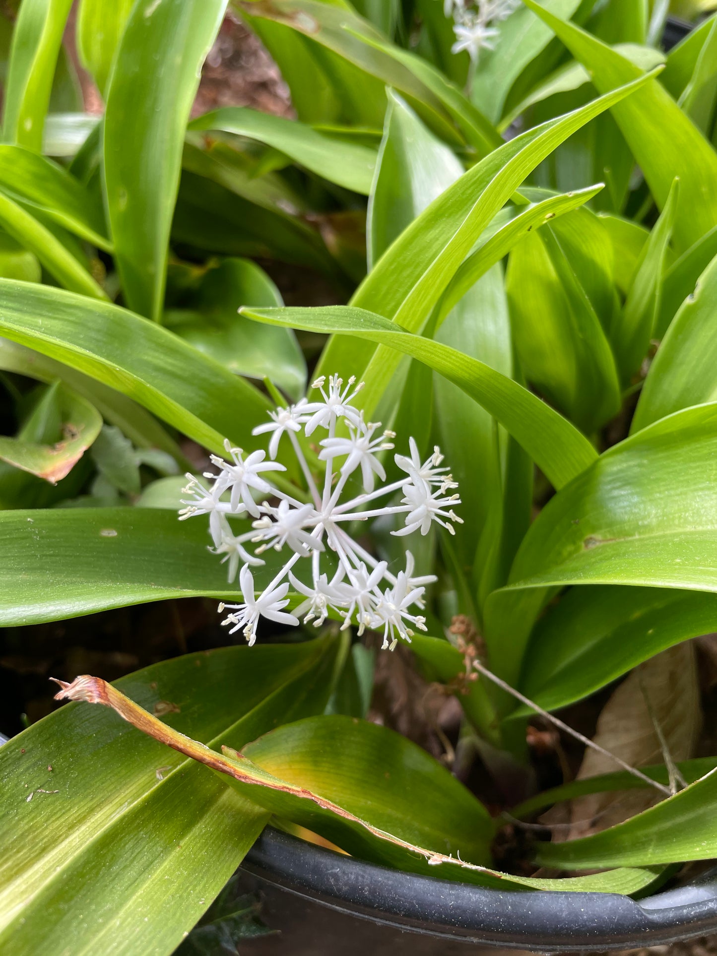 False lily of the valley, Speirantha convallarioides