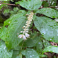 Mountain Sweet Pepperbush, Clethra acuminata (Cinnamon clethra)