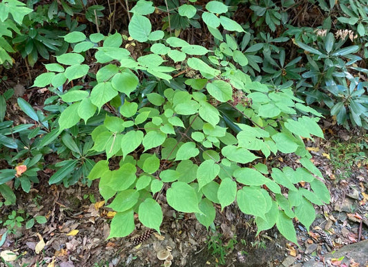 American spikenard, Aralia racemosa