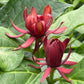 Carolina Allspice, Calycanthus floridus