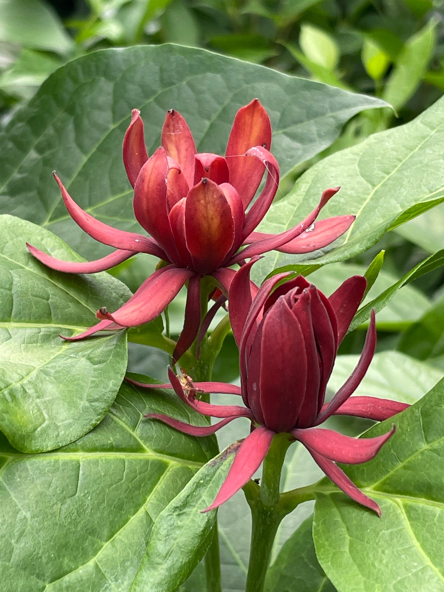 Carolina Allspice, Calycanthus floridus