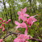 Roseshell azalea, Rhododendron prinophyllum