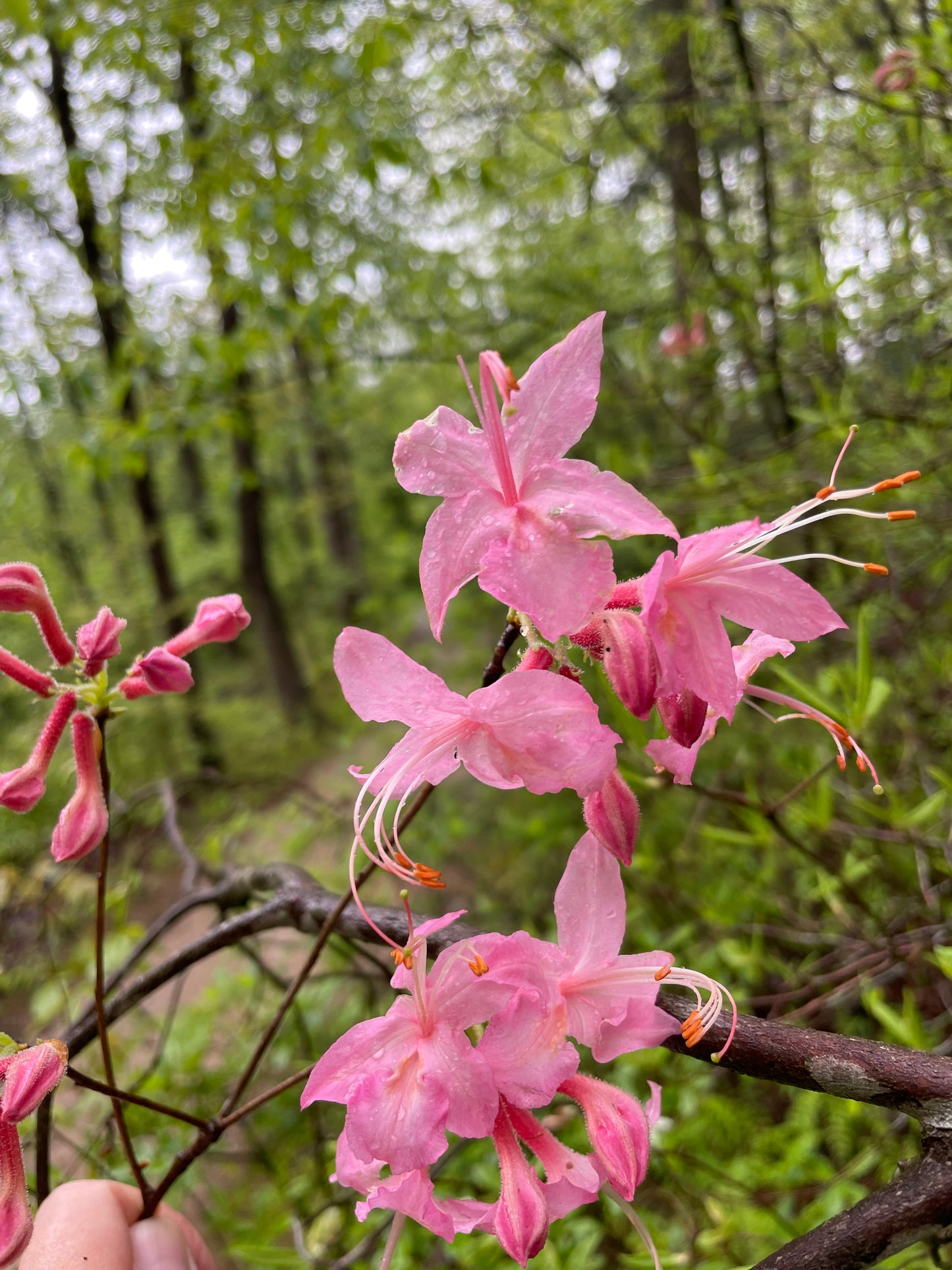 Roseshell azalea, Rhododendron prinophyllum